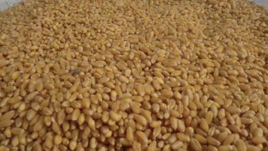 صورة تجار أوروبيون: الأمم المتحدة تشتري 20 ألف طن من القمح لشحنها إلى اليمن