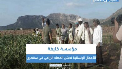 صورة مؤسسة خليفة للأعمال الإنسانية تدشن الحصاد الزراعي في سقطرى