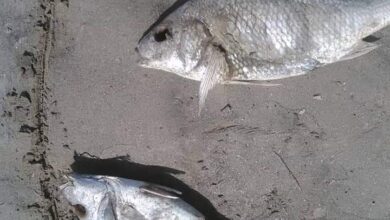 صورة الوزير السقطري يوجه بتشكيل فريق مختص لدراسة ظاهرة نفوق الأسماك بساحل #أبين