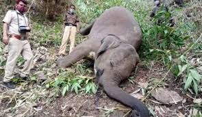 صورة صاعقة برق تقتل 18 فيلاً برياً في #الهند