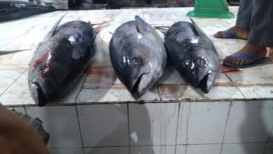 صورة أسعار اللحوم والأسماك اليوم السبت في العاصمة عدن
