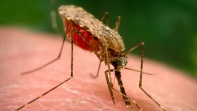 صورة الصحة العالمية: أكثر من 20 مليون يمني عرضة لخطر الإصابة بمرض #الملاريا