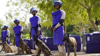 صورة #عدن.. المركز التنفيذي للتعامل مع الألغام يدشن تدريب وحدة الكلاب المتخصصة بكشف #الألغام في المناطق الملغومة والملوثة بالمعادن