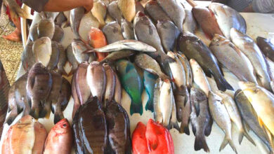 صورة أسعار الأسماك صباح اليوم الأحد في العاصمة عدن