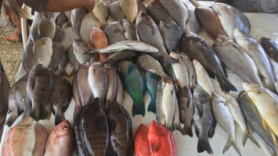صورة أسعار بيع الأسماك في العاصمة عدن اليوم الجمعة