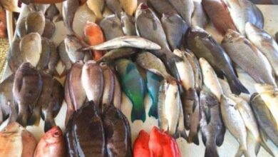 صورة أسعار الأسماك صباح اليوم السبت في العاصمة عدن