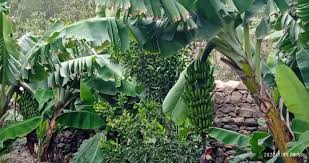 صورة زراعة الموز تجربة ناجحة في يافع