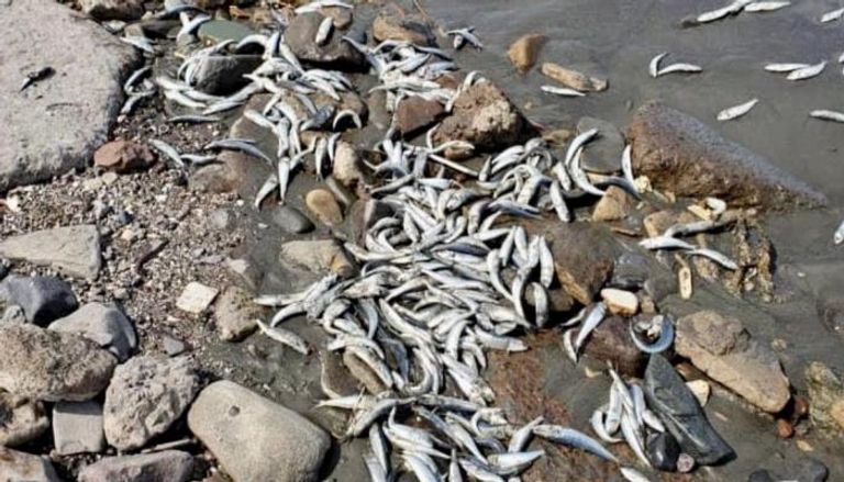 133 015944 death fish yemeni pollution 700x400