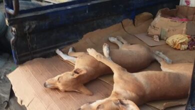 صورة مكتب صحة البيئة بصيرة يواصل حملة القضاء على الكلاب الضالة بالمديرية