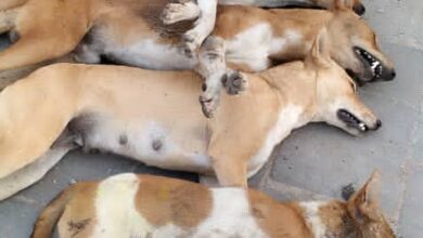 صورة تواصل حملة مكافحة الكلاب الضالة في مديرية صيرة بالعاصمة عدن