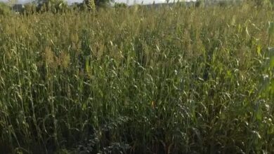صورة نجاح زراعة القمح في مناطق تبن بلحج