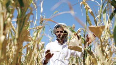 صورة فساد الحوثيين يهدد البيئة الزراعية والأمن الغذائي