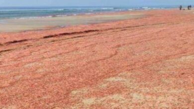صورة نفوق كميات كبيرة من ”الجمبري ”قبالة سواحل المهرة ..و مصدر يوضح السبب