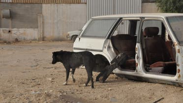 صورة صنعاء اليمنية.. الكلاب الضالة تقتل 33 شخصاً في 2022