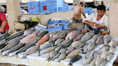 صورة حضرموت.. توجيهات بإيقاف تصدير بعض أنواع الأسماك الطازجة إلى الخارج