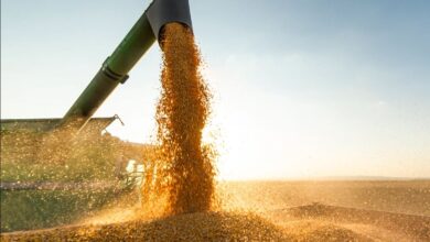 صورة روسيا: اتفاق تصدير الحبوب سيمدد تلقائياً ما لم يوجد اعتراض