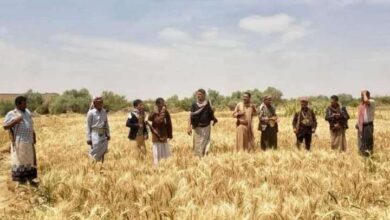 صورة الحوثي ينهب 1500 مزرعة من المواطنين في الجوف بطرق احتيالية جديدة