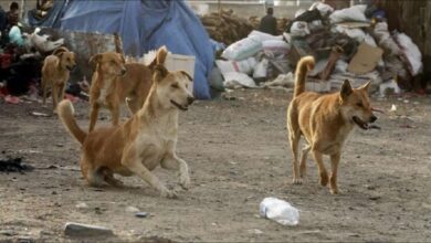 صورة تدشين الحملة الشهرية للقضاء على الكلاب الضالة في المعلا