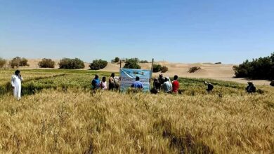 صورة منظمة الفاو تستهدف 120 من مزارعي مديرية عسيلان بشبوة ضمن مشروع الاستجابة للأمن الغذائي