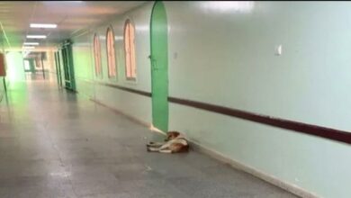 صورة بسبب كلاب ضالة.. توجيهات بإيقاف مدير مستشفى الرازي بأبين وإحالته للتحقيق